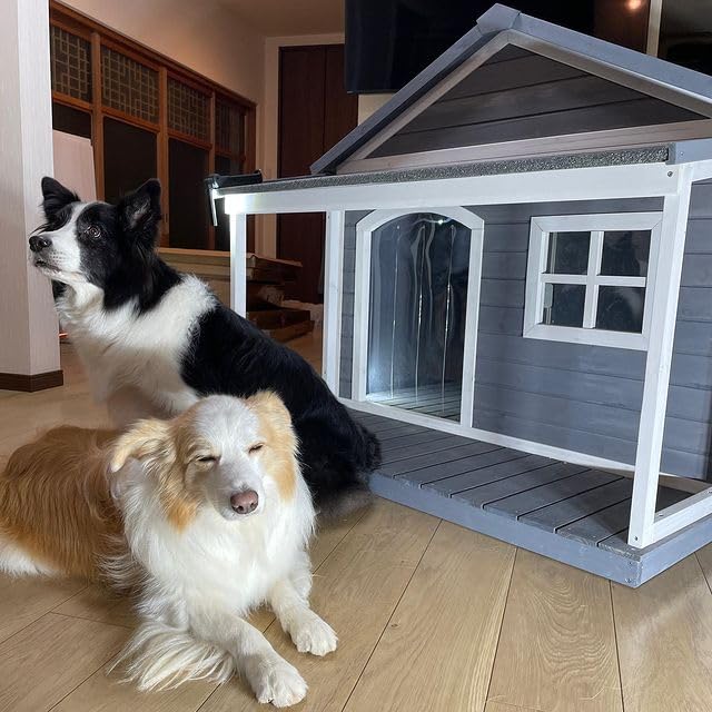 Amazon.co.jp: 海外ペット用品セレクトショップALLFORWAN'sLIFE: 犬小屋