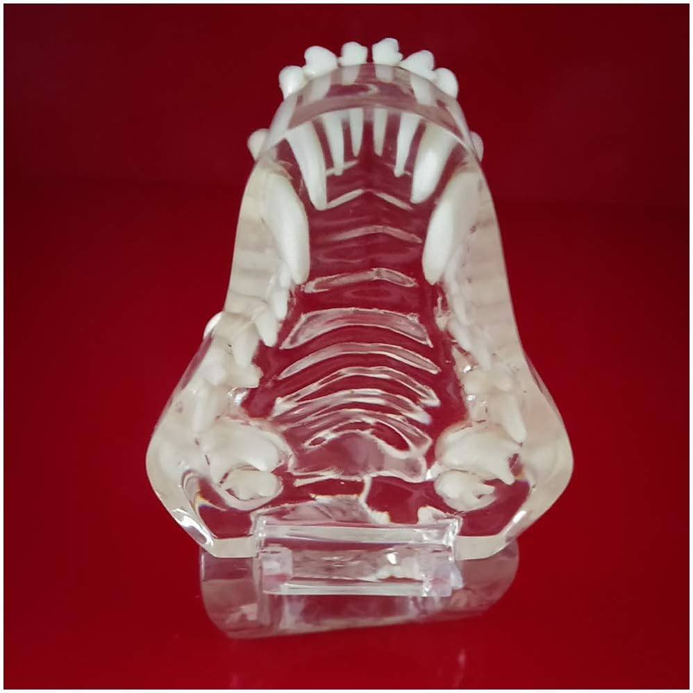 Modèle de dents de chien didactique pour cours d'anatomie canine