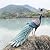 Kircust Metal Peacock Statue for Outdoor Decor - 24" L Elegant Peacock Sculpture for Garden, Patio, Yard, or Home - Weatherproof & Handcrafted Peacock Art