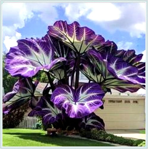 Bulbos de oreja de elefante perennes: resistentes al frío y tolerantes a la sombra, adecuados para la decoración de jardines.-3bulbos-G