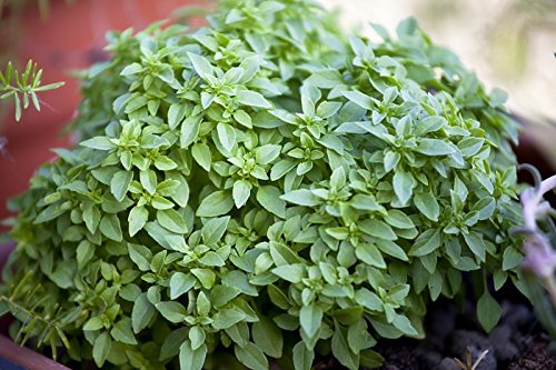 Albahaca Griego Busch - min. 30 Semillas