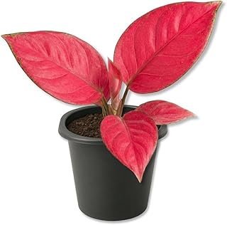 Aglaonema Lucky Red Plants