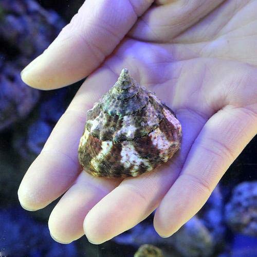 Amazon | （海水魚）貝 タカセガイ Sサイズ（3匹） | charm(チャーム