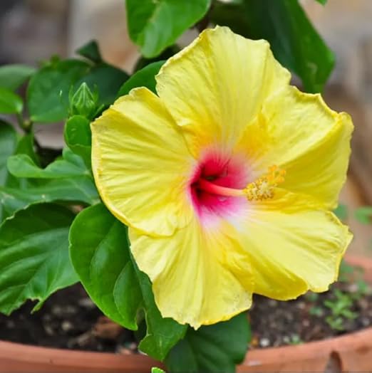 AUISPEN 2 Live Hawaiian Hibiscus Plants Yellow Flower
