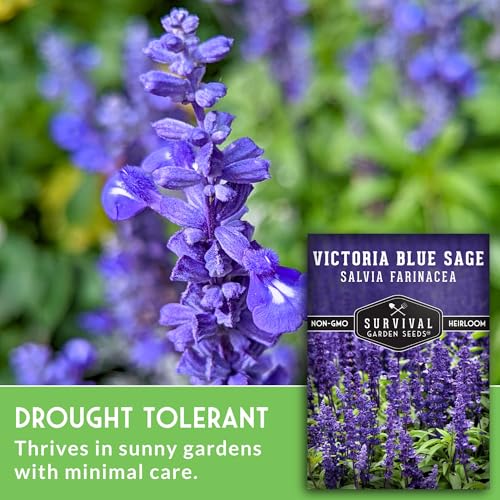 Survival Garden Seeds - Victoria Blue Sage Seed for Planting - 1 Packet with Instructions to Plant and Grow Mealycup Sage or Salvia Farinacea in Your Home Vegetable Garden - Non-GMO Heirloom Variety - Image 3