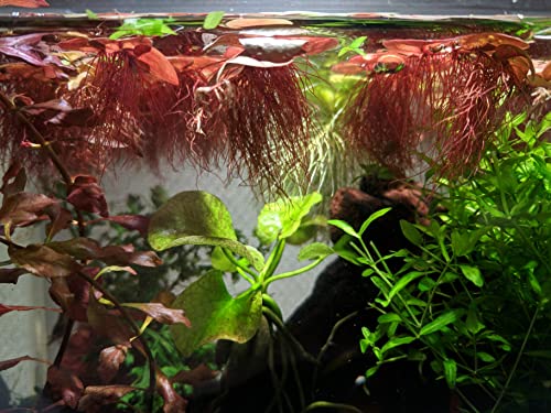 Canton Aquatics 30+ Red Root Floater - Live Aquarium Plants thumb #8