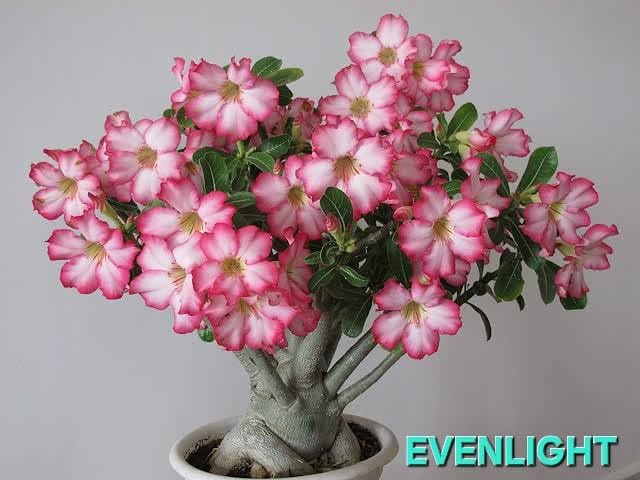 Image of Adenium /Desert Rose Healthy Bonsai Flower Live Plant,(Pack Of 1,Without Pot) Indoor /Outdoor Plant Original Variety Live Plant