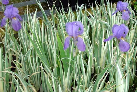 3 Iris Palida Variegata