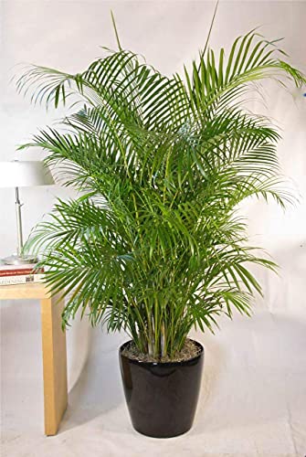 Image of Areca Palm Indoor & Outdoor Seeds Pack of 45 Seeds