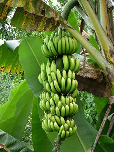 Portal Cool 4 Semi Cielo Banane (Musa paradisiaca) H239 Banana Semi Samen Semilla