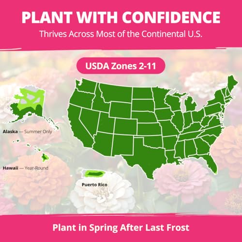 Image of HOME GROWN Zinnia Dahlia Seeds Pack for 2026 Non GMO 524 Flower Seeds | Vibrant Zinnia Elegans for Pollinator Gardens, Borders & Containers | Easy-to-Grow Outdoor Blooms