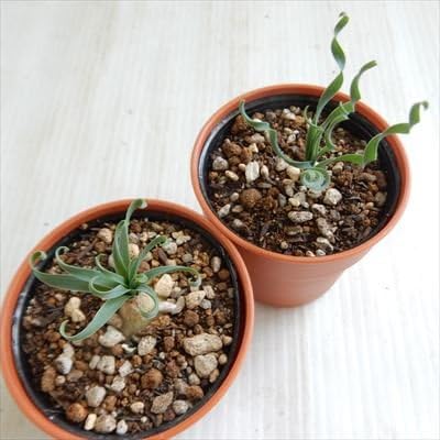 Amazon Hmアルブカ コンコルディアナ 多肉植物 アルブカ 6cmポット 観葉植物 オンライン通販