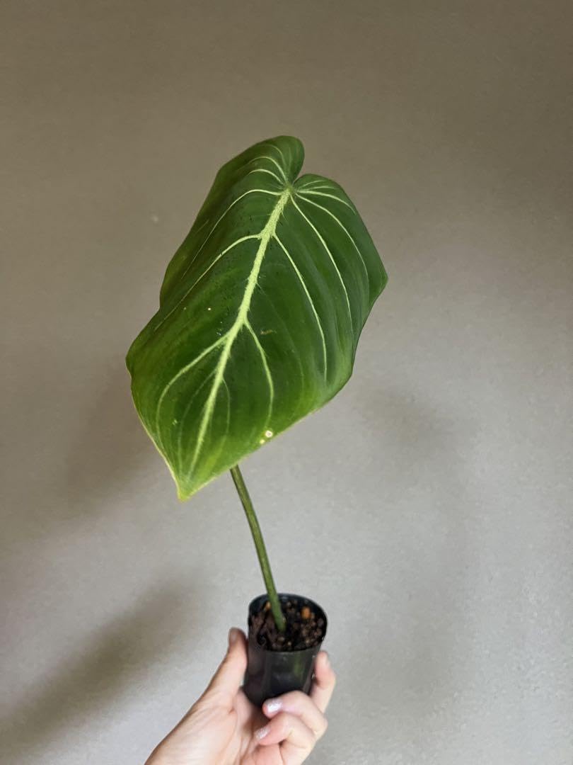 Amazon｜大サイズ キラキラ光る美しい葉︎︎フィロデンドロン