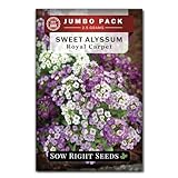 Sow Right Seeds - Bulk Alyssum Seeds for Planting - 2.5 Grams, 6200 Seeds - Non-GMO Heirloom Jumbo Pack with Instructions to Plant a Home Flower Garden - Grow Loads of Beautiful Bed Filling Flowers