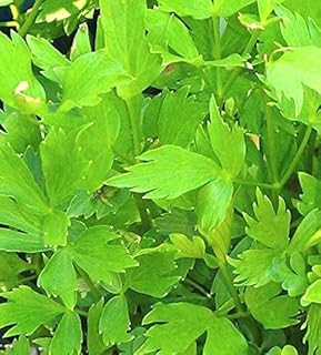 Heirloom Garden Lovage 200 Seeds - Levisticum Officinale, Organic Fresh Seeds Non-GMO, Indoor/Outdoor Seed for Planting Home Garden