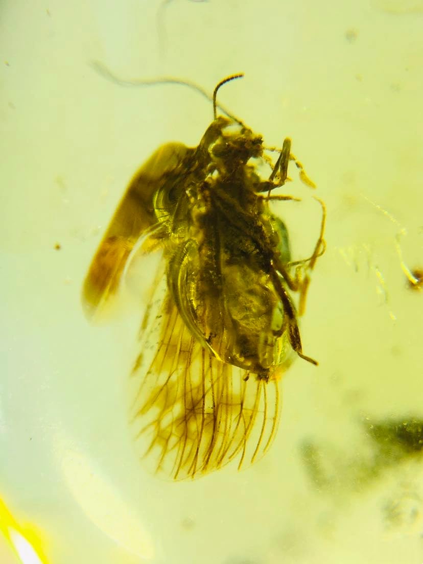 Burmese burmite Cretaceous Sandfly Insect Fossil Amber Myanmar
