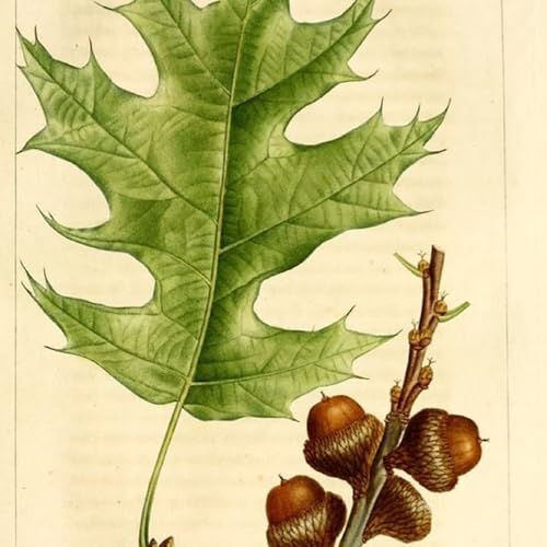 Show 252: Oak