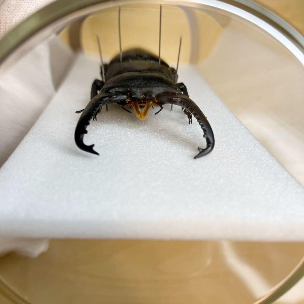 Amazon.co.jp: 昆虫標本パラワンオオヒラタクワガタ ガラス