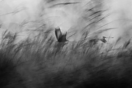 Posterazzi PDX978210SMALL Obra de arte, Mediana, Multi