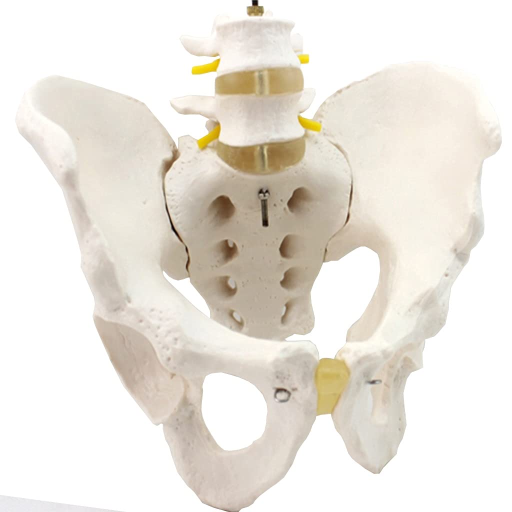 AWJ Anatomical Models Male Pelvis Model, Pelvic, Human Anatomy Science Models, Life Size Pelvic Human, Include Hip Bones Sacrum Coccyx and Two Lumbar Vertebrae