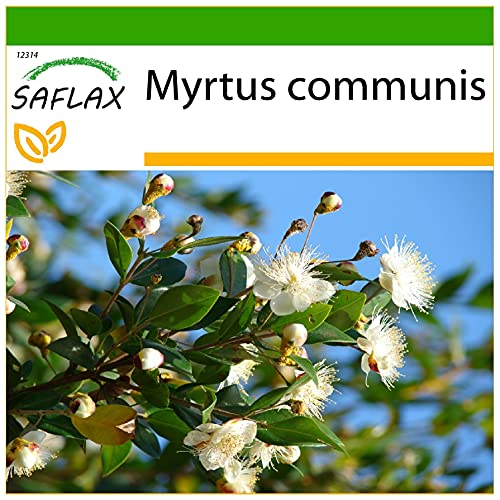 SAFLAX - Mirto - 30 semillas - Con sustrato estéril para cultivo - Myrtus communis