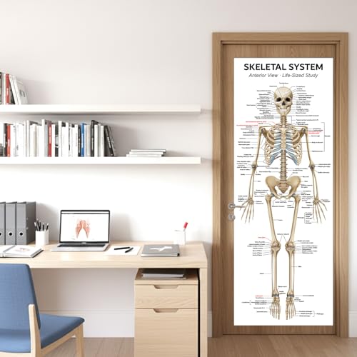 Image of Life Size Skeleton Bones Named Poster 72 x 27 Inch Human Skeleton Poster for Classroom or Lab and Medical Office Shipped Crease-Free Posters Wall Decor for Students Teachers and Doctors