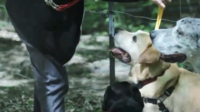 Guinzaglio Triplo Riflettente Ideapro - Regolabile Per 1,2 O 3 Cani, Maniglia Imbottita, Nero - Foto 7