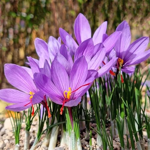 3 Saffron Sativus Crocus Corms - Huge 10+ cm Corms for Planting - Saffron Crocus Bulbs with Complete Planting Instructions - Premium Crocus Sativus Bulbs for 2025 Garden Harvest