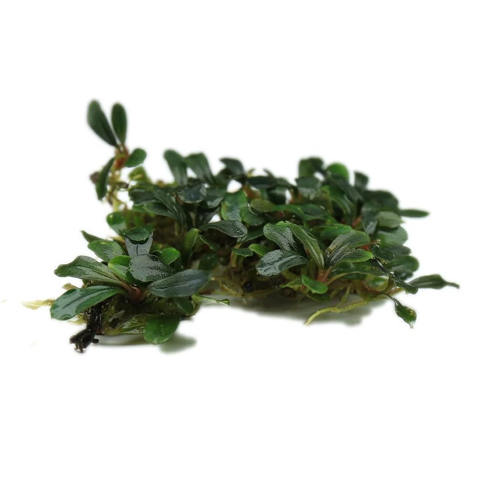 Amazon.com: SubstrateSource Bucephalandra Black Pearl Live