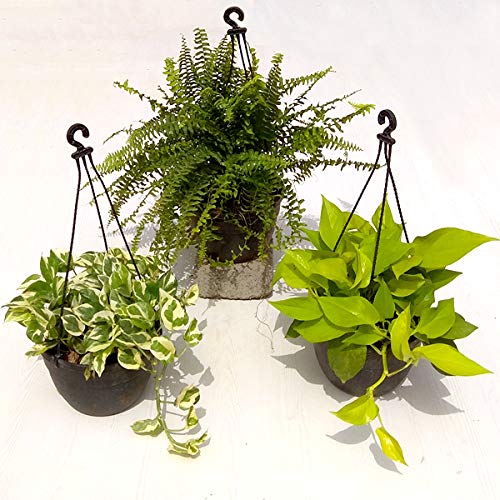 combo creeper plants live include hanging pots Amazon.in Garden