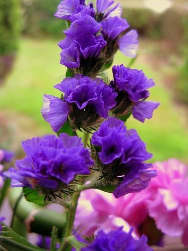 OhhSome Flower Seeds Statice Flower Seeds Notchleaf Status Flower Seeds Online Seeds Kitchen Garden Seeds Pack - Eco" (B07YP7C5PK) Amazon Price History, Amazon Price Tracker