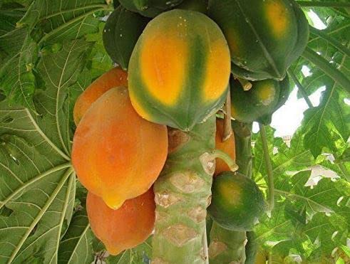Papaya/Red Lady Organic Hybrid Fruit Seeds Special Pack (Pack of AVG-100-150 Seeds) (B0BG384MWX) Amazon Price History, Amazon Price Tracker