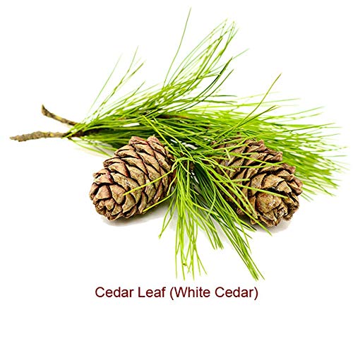 Cedar Leaf or White Cedar Essential Oil (Thuja Occidentalis) 100% Pure and Natural 1OZ30ML