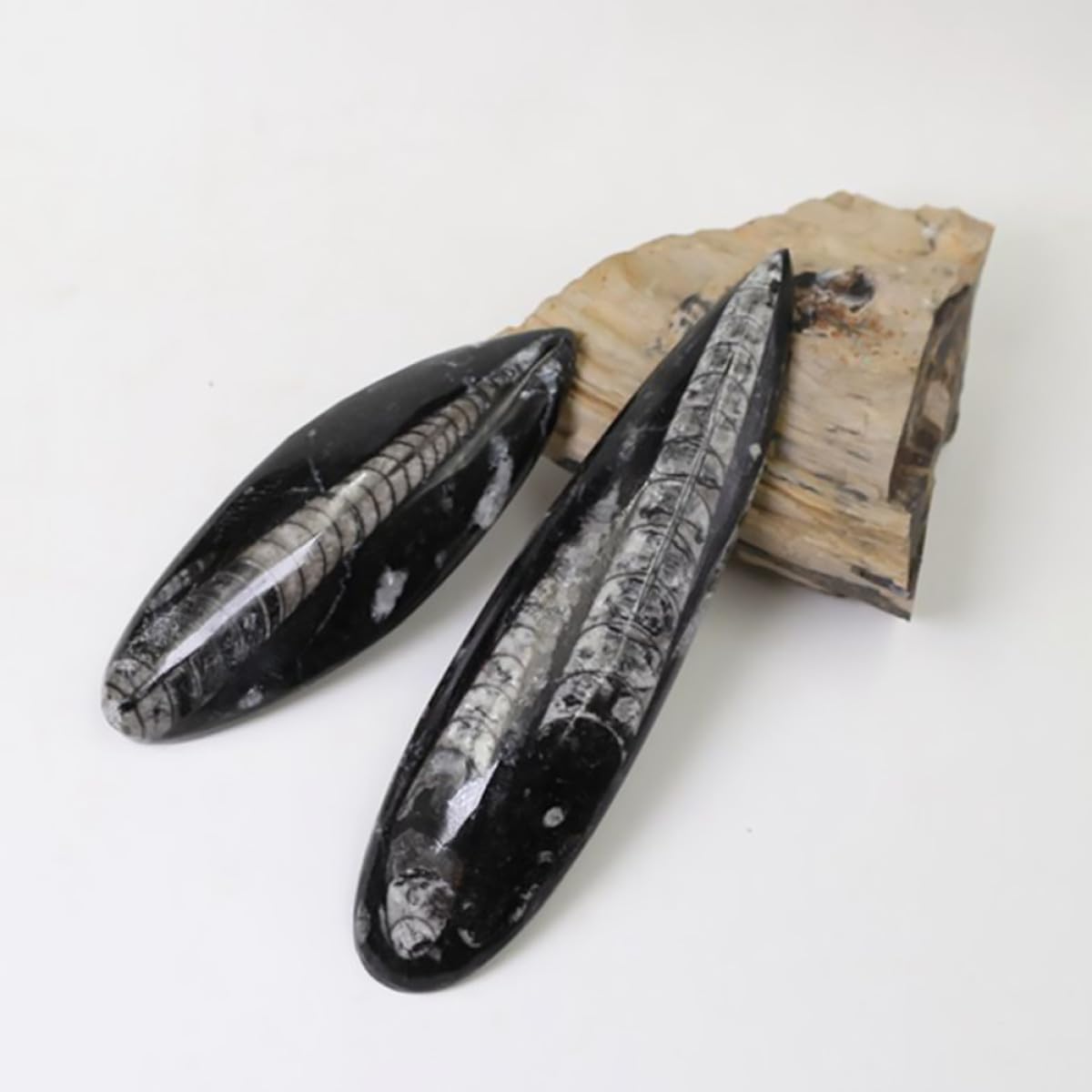 Cabilock Juguete Educativo Fósil de Ortoceras Negro, Espécimen Mineral para Desarrollar Creatividad Función Decorativa, Adecuado para Laboratorio Científico y Día del Niño