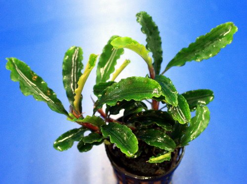 Aqua Plants Exclusive Product - Four Plants of Rare BUCEPHALANDRA - Plantas de Acuario