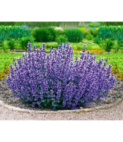 BALDUR Garten 2x Nepeta Cats Pajamas Pflanzen im 9x9 cm-Topf Katzenminze winterharte Staude trockenresistent mehrjährig bienenfreundlich und schmetterlingsfreundlich pflegeleicht blühend