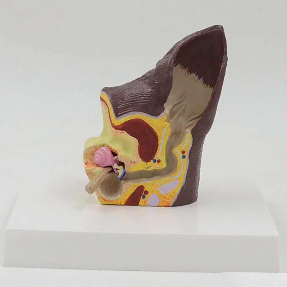 Hundeohrmodell, anatomisches Hundeohr, Hundeohrläsion, Tieranatomisches Modell for die Hundeanatomie und -physiologie, Unterricht, Lehrmaterial, Tierärztliche Familienausrüstung