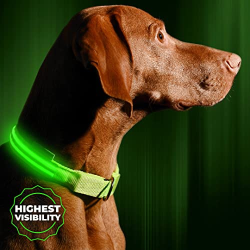 12. Illumiseen LED Dog Leash