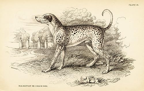 Poster dalmatien sublimer votre salon avec art William Lizars