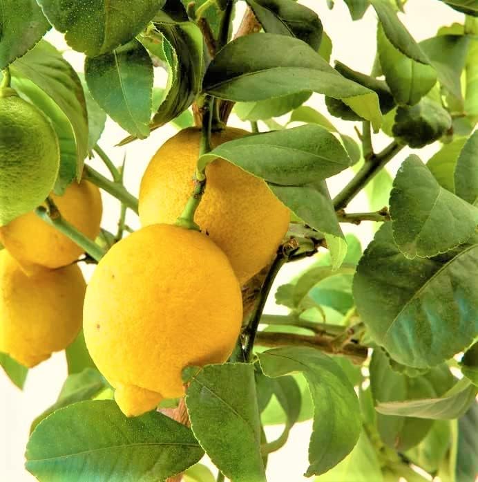 Large Meyer Lemon Trees Live Plant, Meyers Lemon Tree