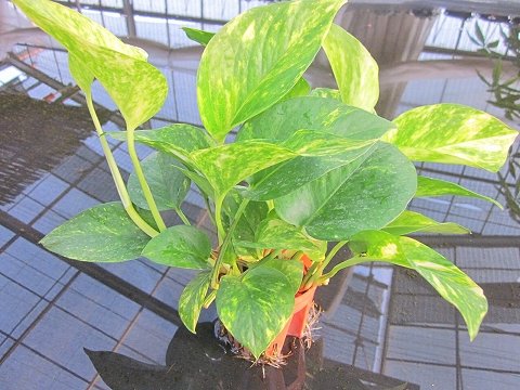 水耕栽培 苗 ポトス