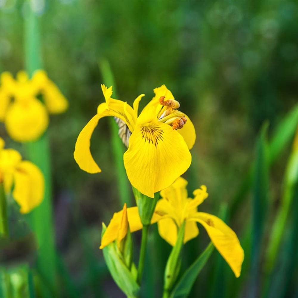 5pcs Gele Iris Bollen Exotic Charming Alien Previous Verbazingwekkende Bloemen Zeer Aanpasbaar Planned on Wetland Door Lakeside Pool to Elke tuin Op Grote schaal aanplanned
