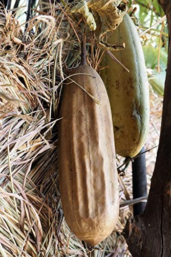 10-semillas-de-esponja-de-calabaza--Lufa--Esponja-natural--Semillas-campesinas