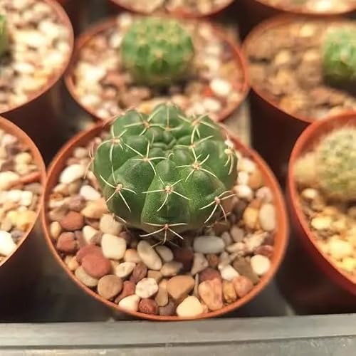 Dwarf Chin Cactus (Gymnocalycium baldianum) - Live Plant - Purple-Red