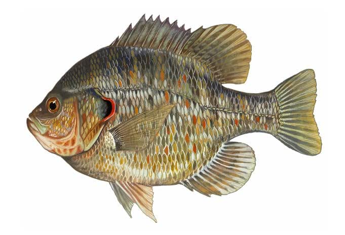 Amazon.com: Redear Sunfish Shellcracker Fishing Compatible with BASS ...