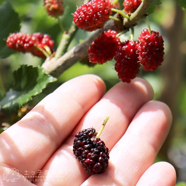 Yosh様用マルベリー(桑の実)の苗木５０本とカラタチ苗木50本 Yosh様用マルベリー(桑の実)の苗木50本とカラタチ苗木50本 Yosh様用