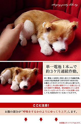 Amazon.co.jp: ニニアンドキノ パーフェクトペット (小サイズ) 柴犬 犬