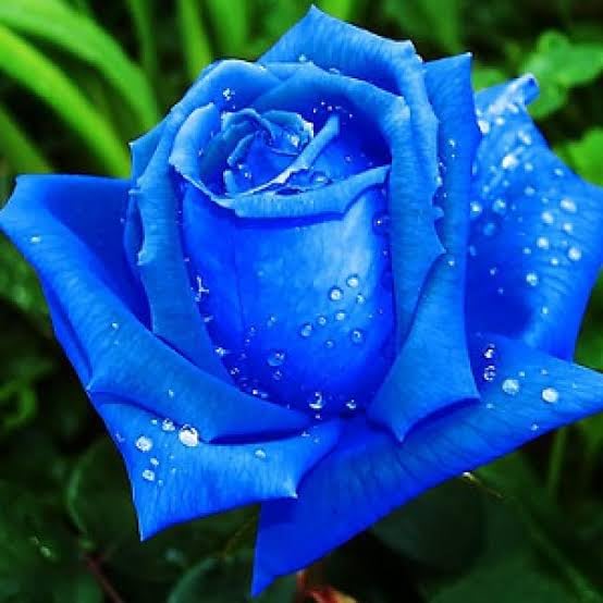 See full amazon price history chart for Dark Blue" Rose Flower Plant Home Garden Plant 1 Grafted Rose Live Plant in poly Bag Hot Cilmate Rose Tree Plant Dark Blue" Rose Flower Plant Home Garden Plant 1 Grafted Rose Live Plant in poly Bag Hot Cilmate Rose Tree Plant (B0CRPKH5CG) Amazon Price History, Amazon Price Tracker
