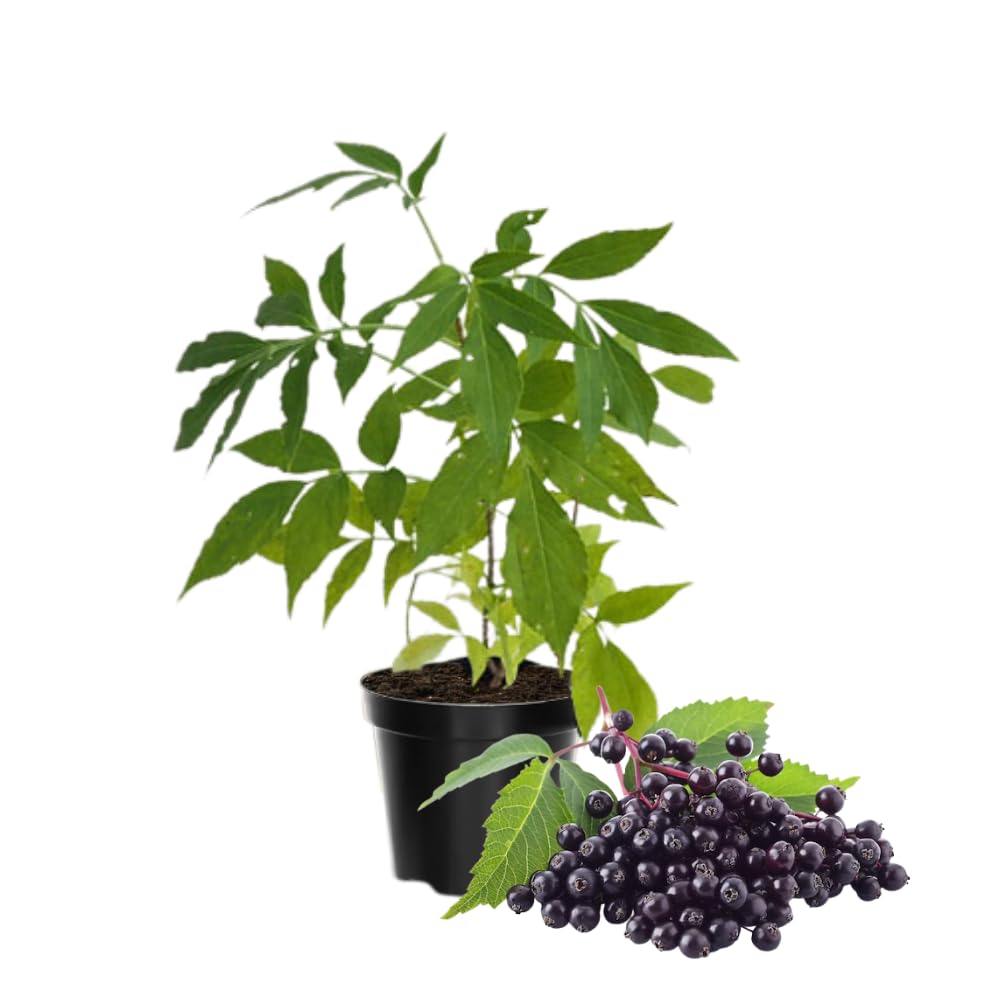 Elderberry Tree Live Plant, Hardy Berry Producing Shrub 5-8 Inches, Landscaping and Backyard Gardens