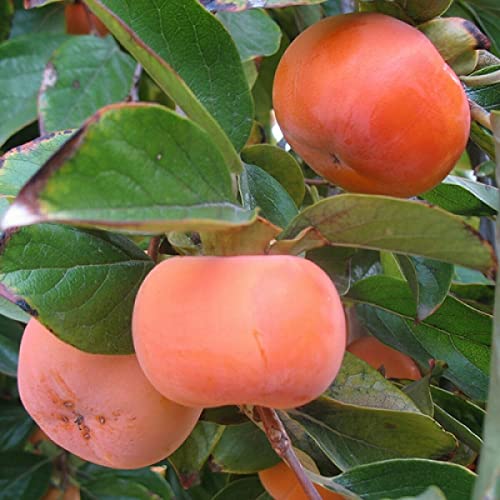 Yunakesa 1 Giant Fuyu Persimmon Fruit Tree #TOP11